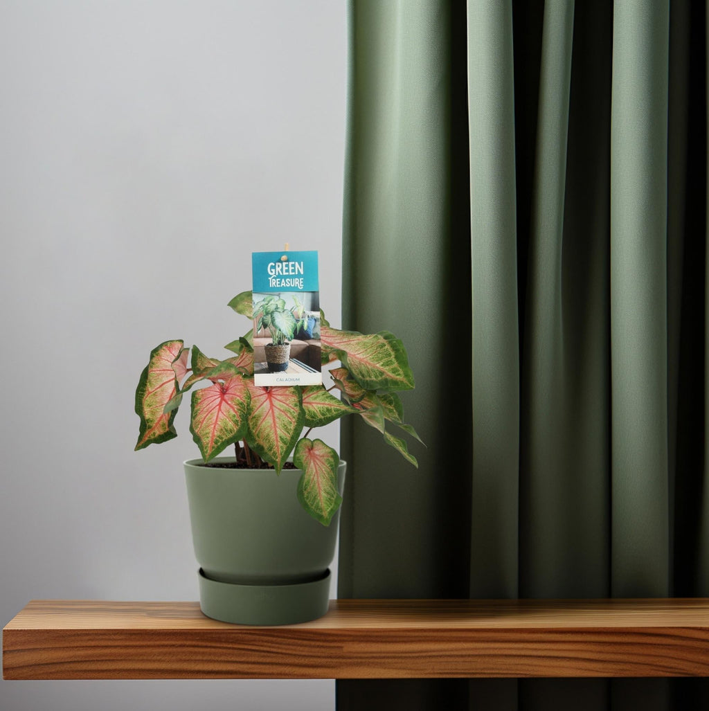 Caladium Rose – Angel Wings – Ø12cm – ↕25cm – Tropische Zimmerpflanze mit rosa – grünem Laub – Dekorativ & pflegeleicht – Für halbschattige Standorte – Plant