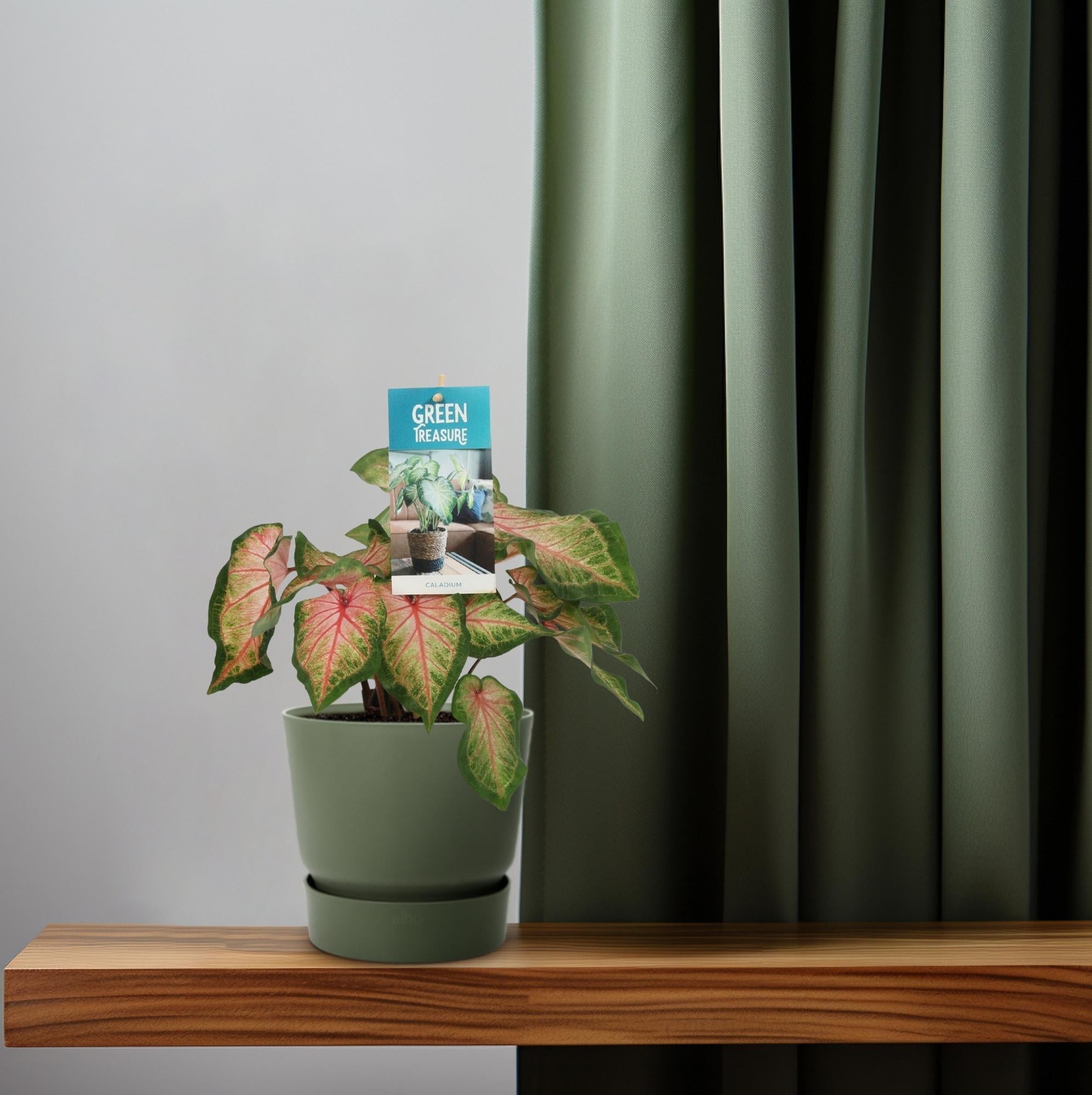 Caladium Rose – Angel Wings – Ø12cm – ↕25cm – Tropische Zimmerpflanze mit rosa – grünem Laub – Dekorativ & pflegeleicht – Für halbschattige Standorte – Plant