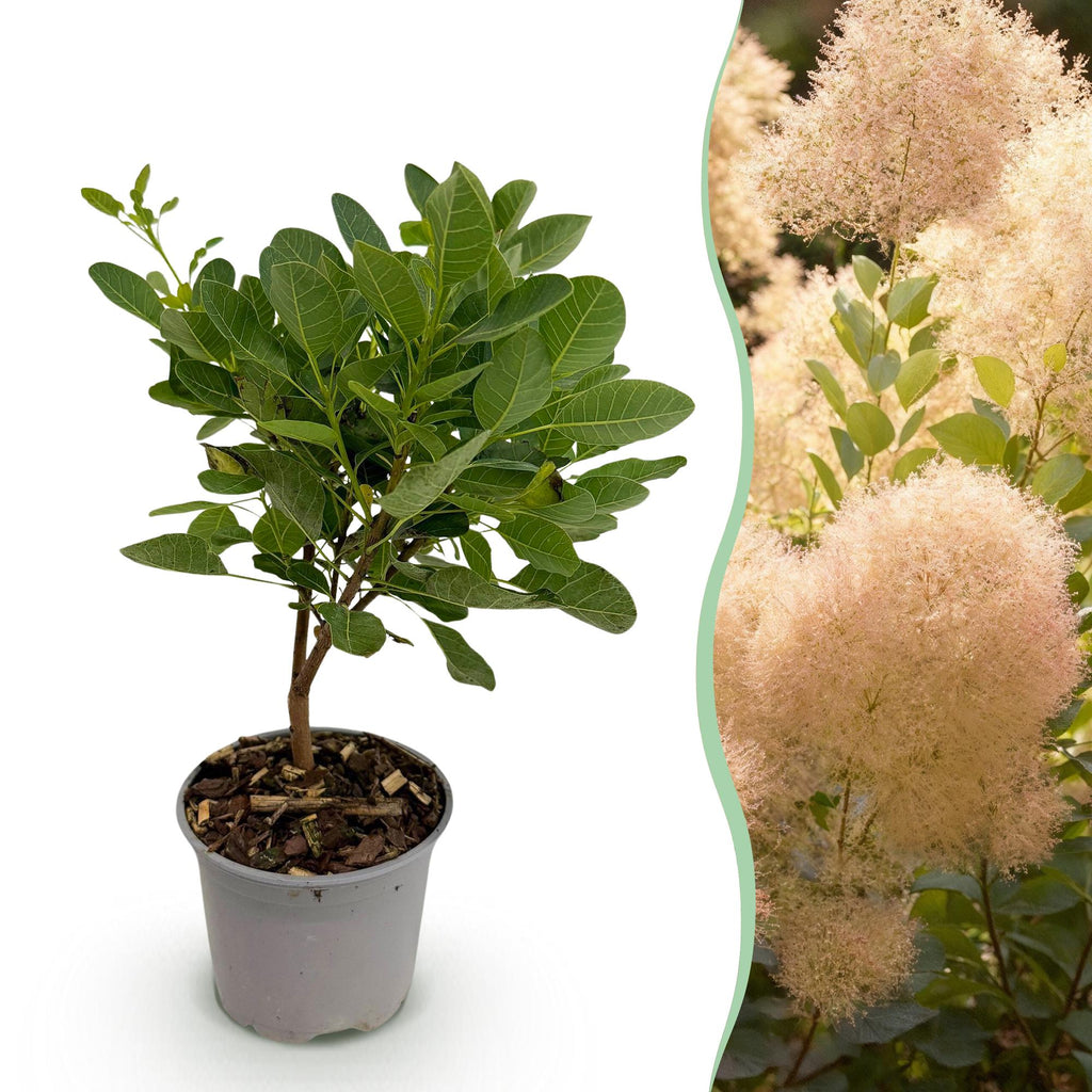 Cotinus coggyria Young Lady – 12cm – Höhe ca. 35cm – Rosa Sommerblüte & grünes Laub – Plant