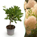 Cotinus coggyria Young Lady – 12cm – Höhe ca. 35cm – Rosa Sommerblüte & grünes Laub – Plant