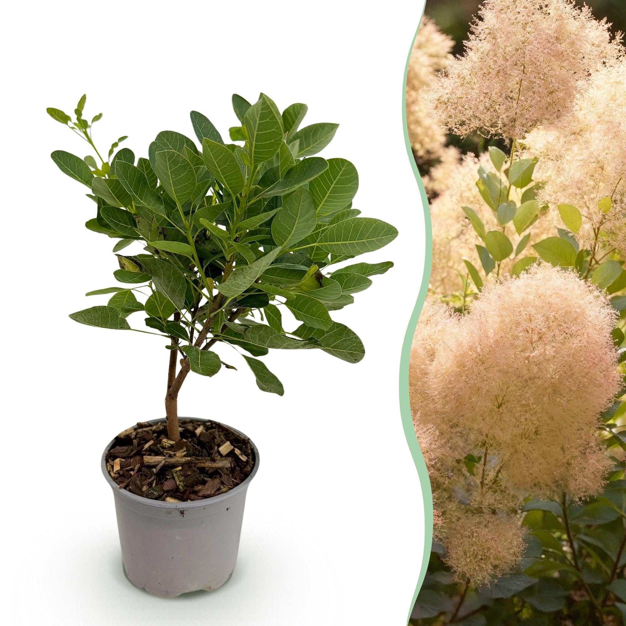 Cotinus coggyria Young Lady – 12cm – Höhe ca. 35cm – Rosa Sommerblüte & grünes Laub – Plant