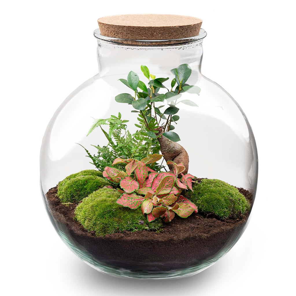 Flaschengarten DIY Bausatz – Terrarium Set Bolder Bob Bonsai – Ø31cm x H30cm – Mit Ficus Ginseng, Fittonia & Moos – Selbstversorgendes Pflanzen – Plant