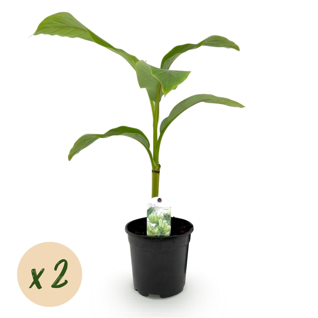 Bananenpflanze Musa Basjoo – 2 Pflanzen – Winterhart – Obstpflanze – Ø17cm – Höhe ca. 40cm – Exotische Gartenbanane für Beet, Balkon & Terrasse – Plant