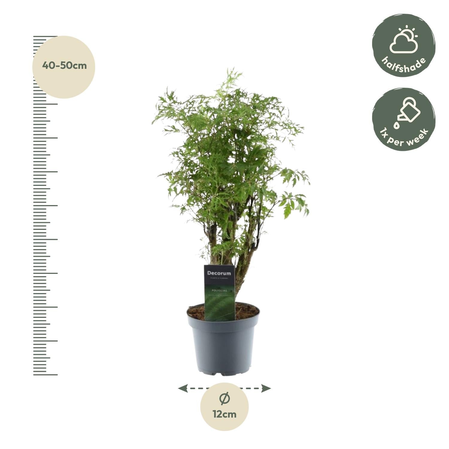 Polyscias Hawaiiana Ming 45cm – Ø12cm – Zimmerpflanze mit dichtem, tiefgrünem Blattwerk – Pflegeleicht & ideal für Wohnzimmer, Büro & Innenräume – Plant