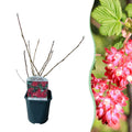 Blutjohannisbeere Ribes sanguineum 'Kind Edward' – Rosa Blüte – Bienenfreundlich – Frühjahrsblüher – Pflegeleicht – Ø17cm – Höhe ca. 45cm – Plant