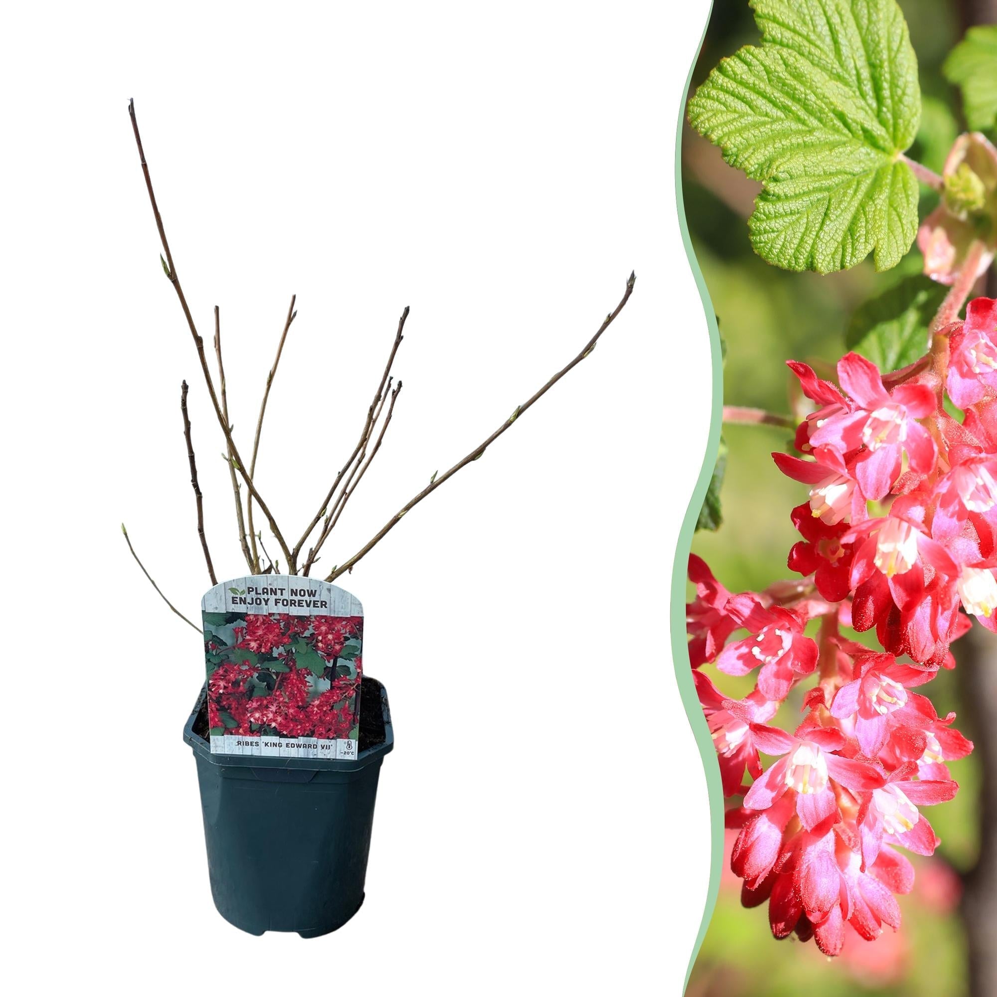 Blutjohannisbeere Ribes sanguineum 'Kind Edward' – Rosa Blüte – Bienenfreundlich – Frühjahrsblüher – Pflegeleicht – Ø17cm – Höhe ca. 45cm – Plant