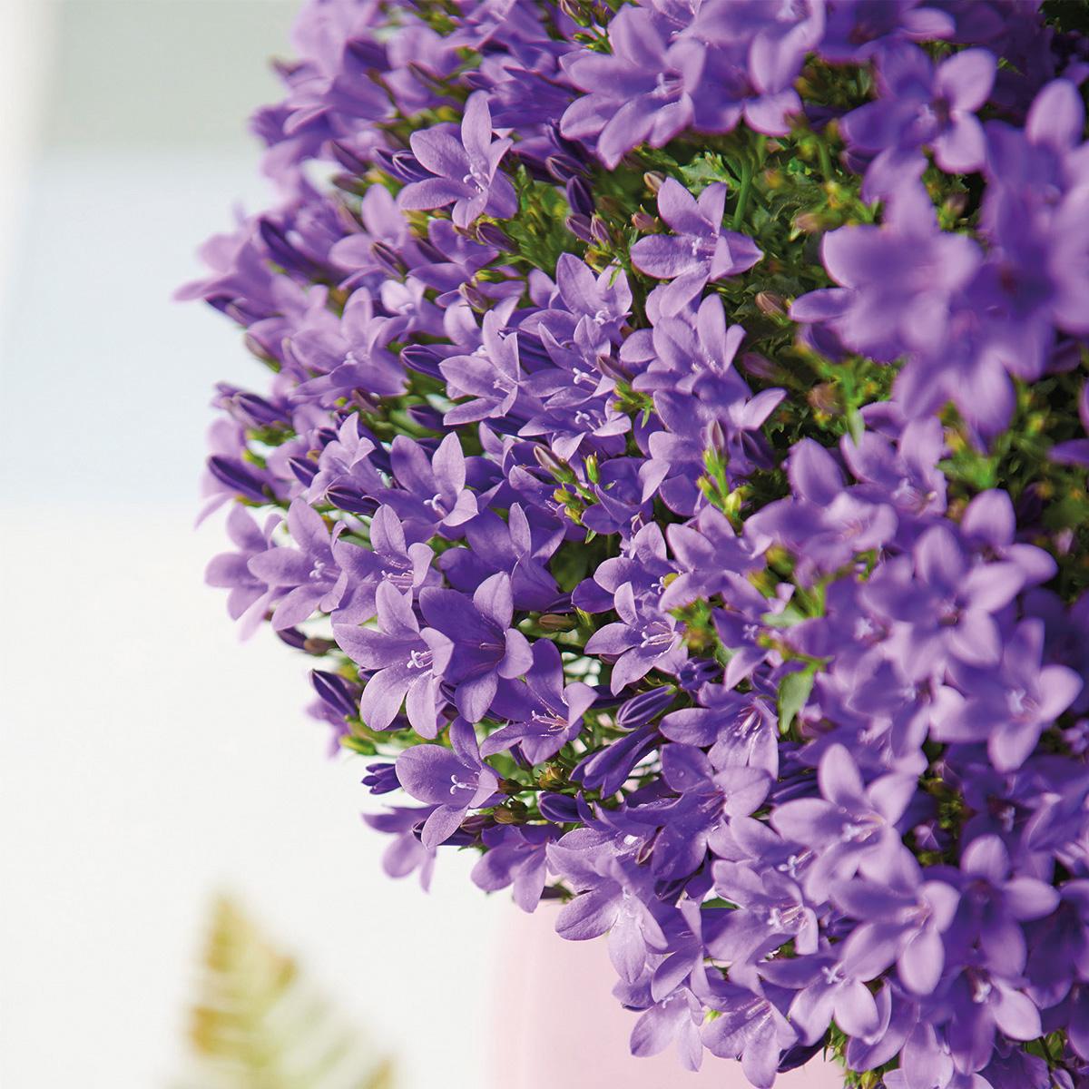 Campanula Addenda Ambella lila 6er Set – Glockenblume violett Topfgröße 12cm – winterhart, lang blühend – Bodendecker für ca.1m² – Plant