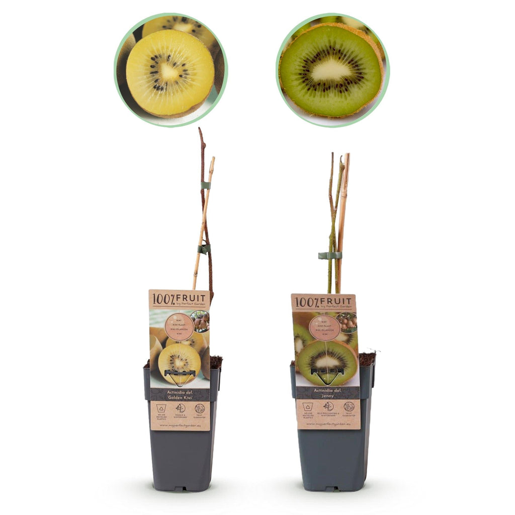 Obstpflanzen Grüne Kiwi 'Jenny' & Goldene Kiwi – 2 Pflanzen – 15cm – Höhe 50cm – Süße, vitaminreiche Früchte – Pflegeleicht & winterhart – Plant