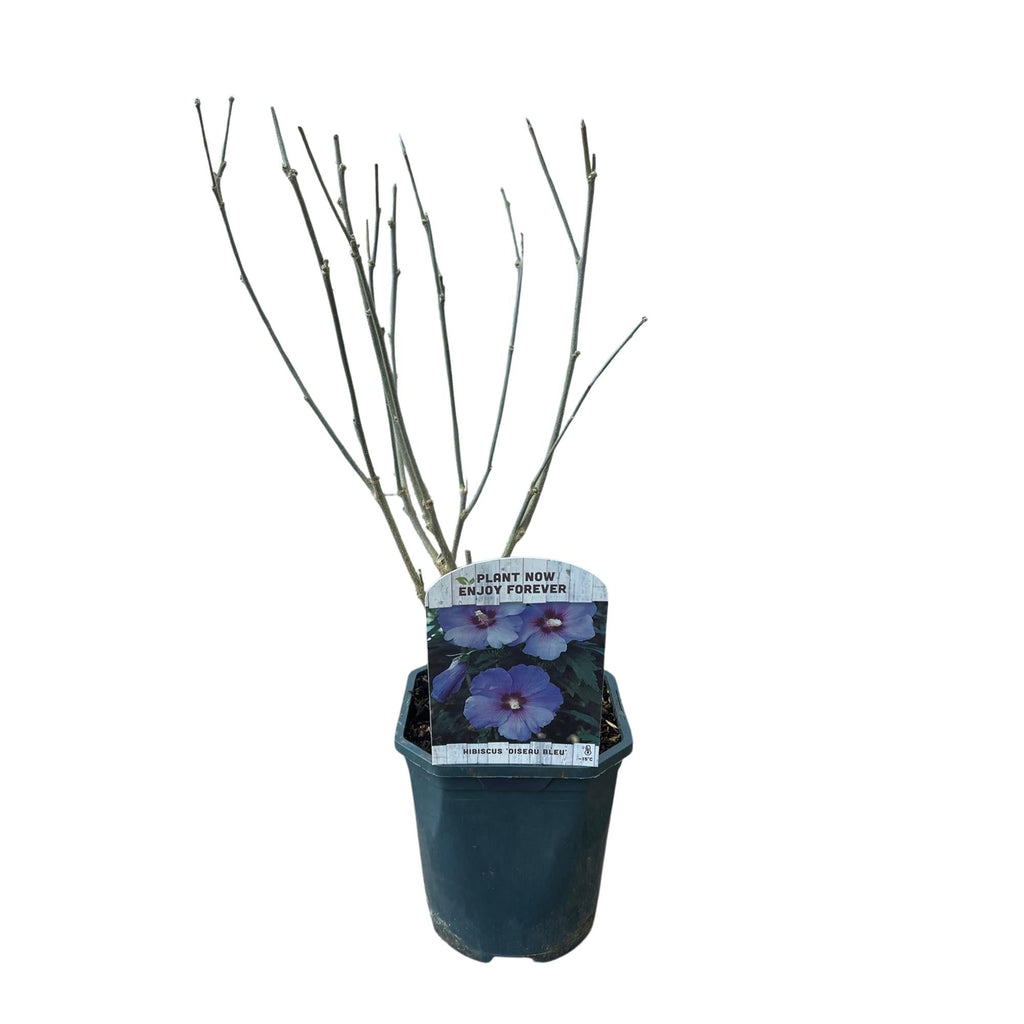 Garteneibisch Hibiscus syriacus Oiseau Blue – Strauch – Blüte Blau – Wenig Pflege – 17cm Höhe 45cm – Für Garten & Terrasse – Plant