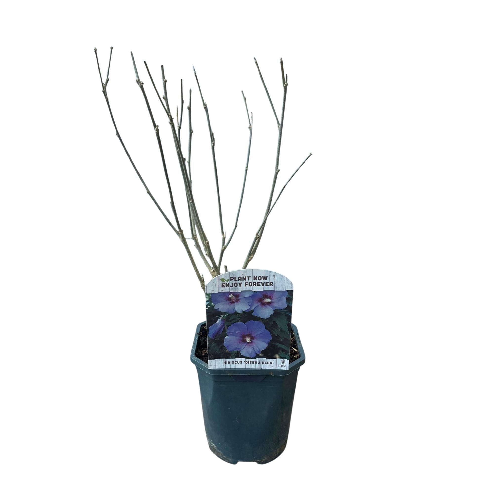 Garteneibisch Hibiscus syriacus Oiseau Blue – Strauch – Blüte Blau – Wenig Pflege – 17cm Höhe 45cm – Für Garten & Terrasse – Plant
