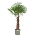Chinesische Hanfpalme Trachycarpus Fortunei – Winterhart – 270cm Höhe – Ø55cm – Exotische Garten – & Terrassenpflanze – Pflegeleicht & robust – Plant