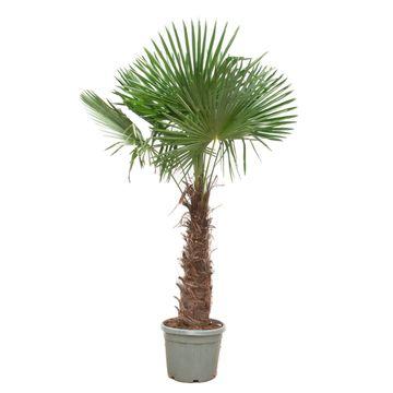 Chinesische Hanfpalme Trachycarpus Fortunei – Winterhart – 270cm Höhe – Ø55cm – Exotische Garten – & Terrassenpflanze – Pflegeleicht & robust – Plant