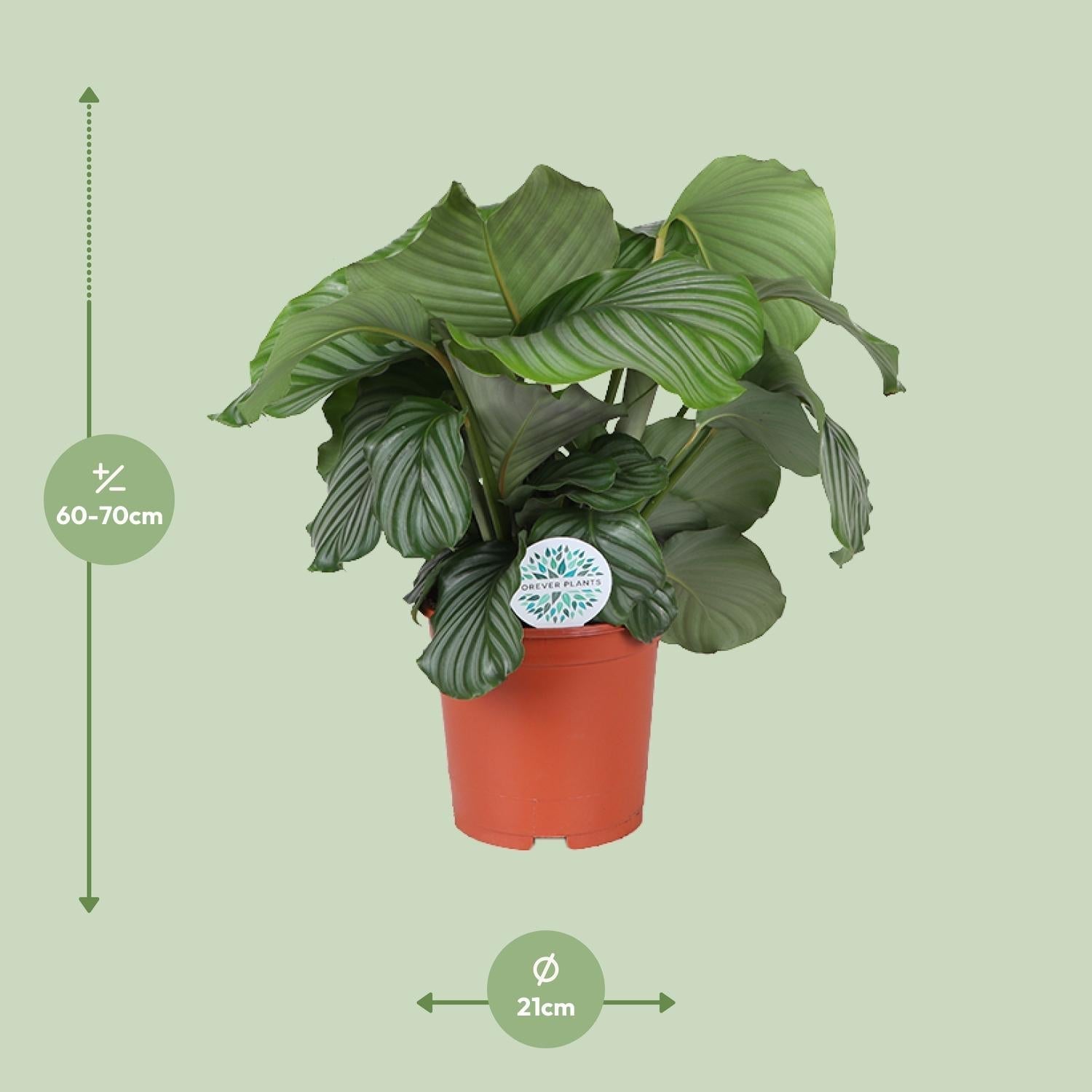 Calathea Orbifolia – Korbmarante - Ø21cm – ↕70cm – Tropische Zimmerpflanze mit großen, silbergrünen Blättern – Luftreinigende Pflanze – Für halbschattige Innenräume – Plant