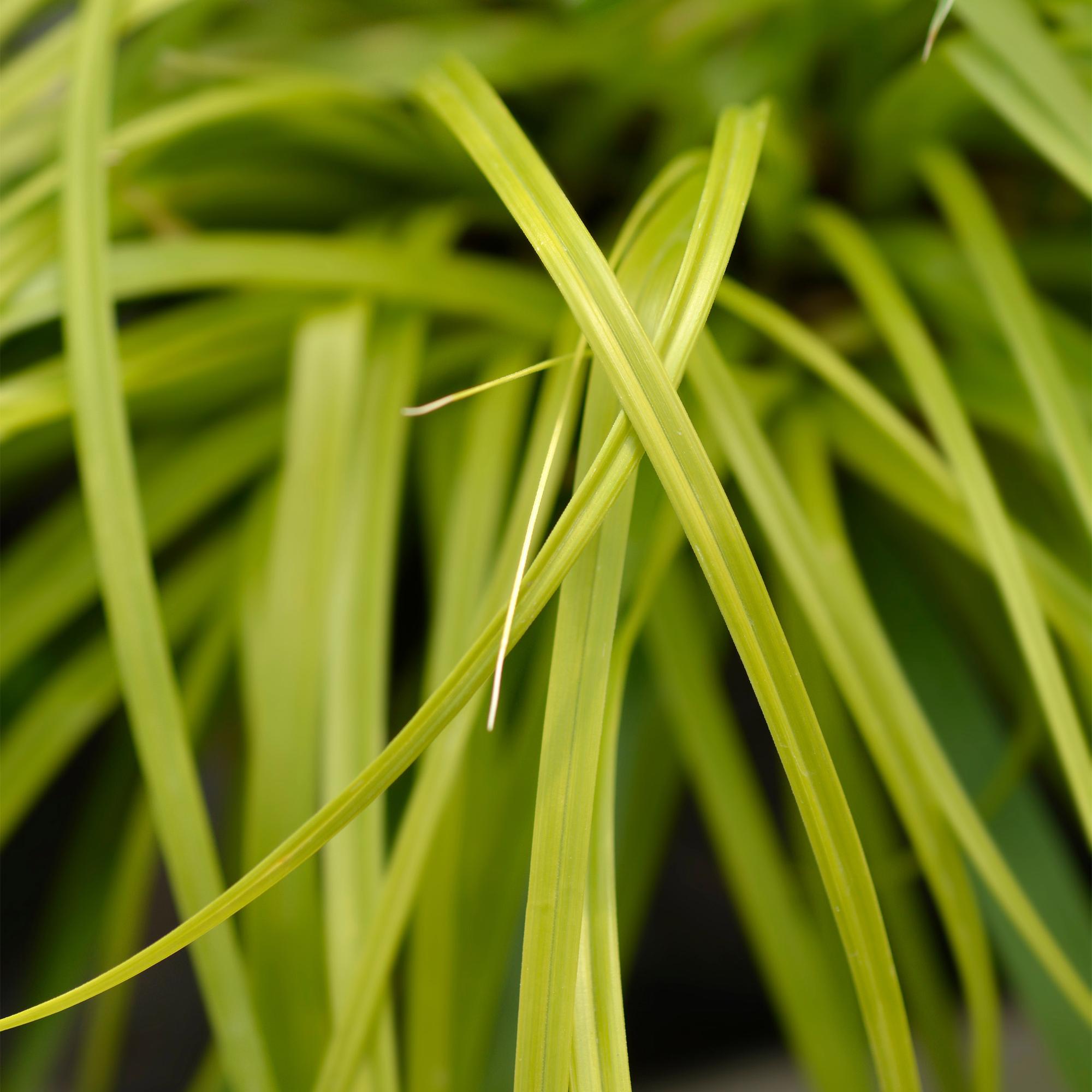 Ziergras Segge Carex oshimensis Everillo – Leuchtend Gelb – Immergrün & winterhart – Höhe ca. 50cm – 17cm – Farbintensives Gras für Beet & Kübel – Plant