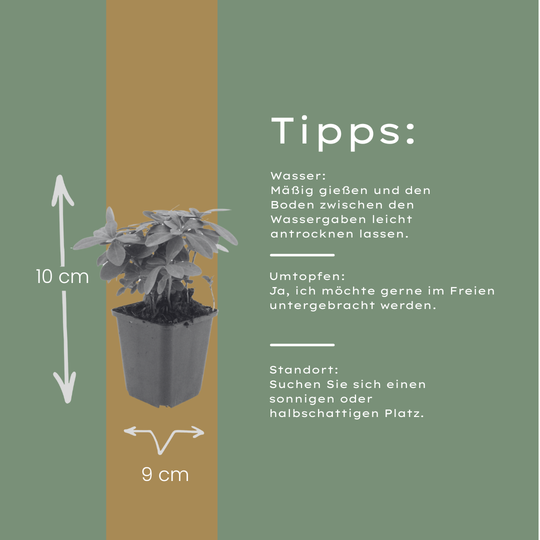 Euphorbia amygdaloides Robbiae – Ø9cm – Höhe10-25cm – Immergrüner Bodendecker für Schatten & Halbschatten – Gelbgrüne Blüten im Frühjahr