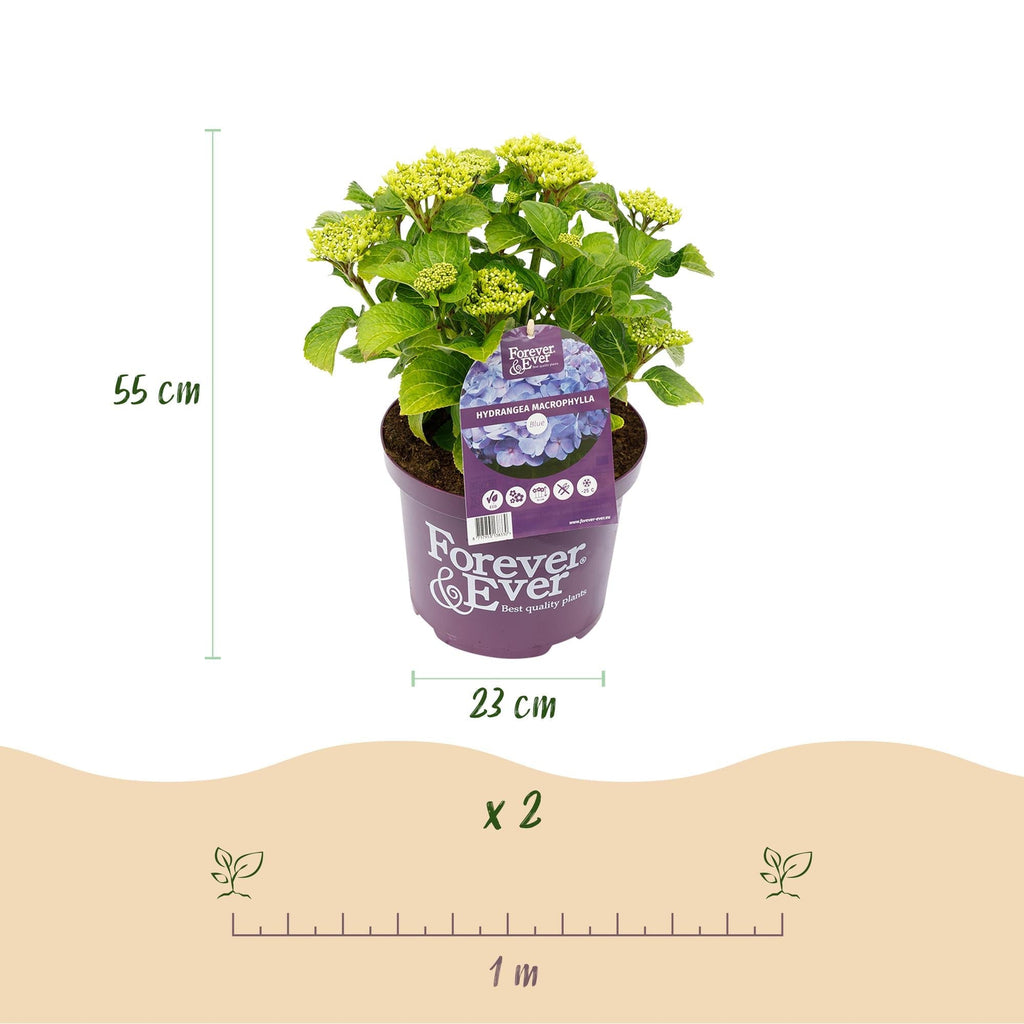 Hortensie Forever & Ever – Hydrangea macrophylla – Blau – Balkonpflanze – 7-12 Blüten – Im 23cm Topf – Ca. 55cm hoch – Für Terrasse, Balkon & Beet – Plant