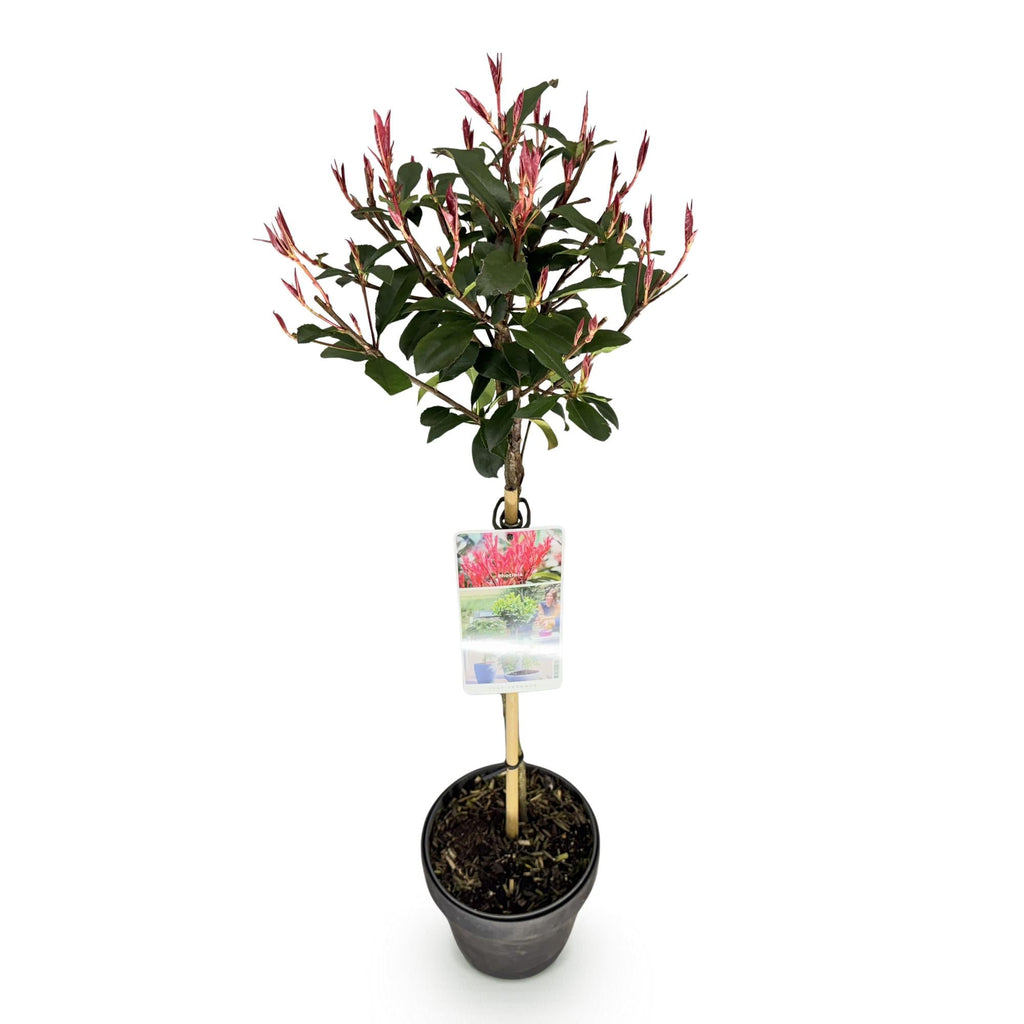 Glanzmispel Photinia fraseri Carré Rouge – 19cm Höhe ca.90cm – Immergrün & winterhart – Grün – rotes Laub – Ziergehölz – Plant