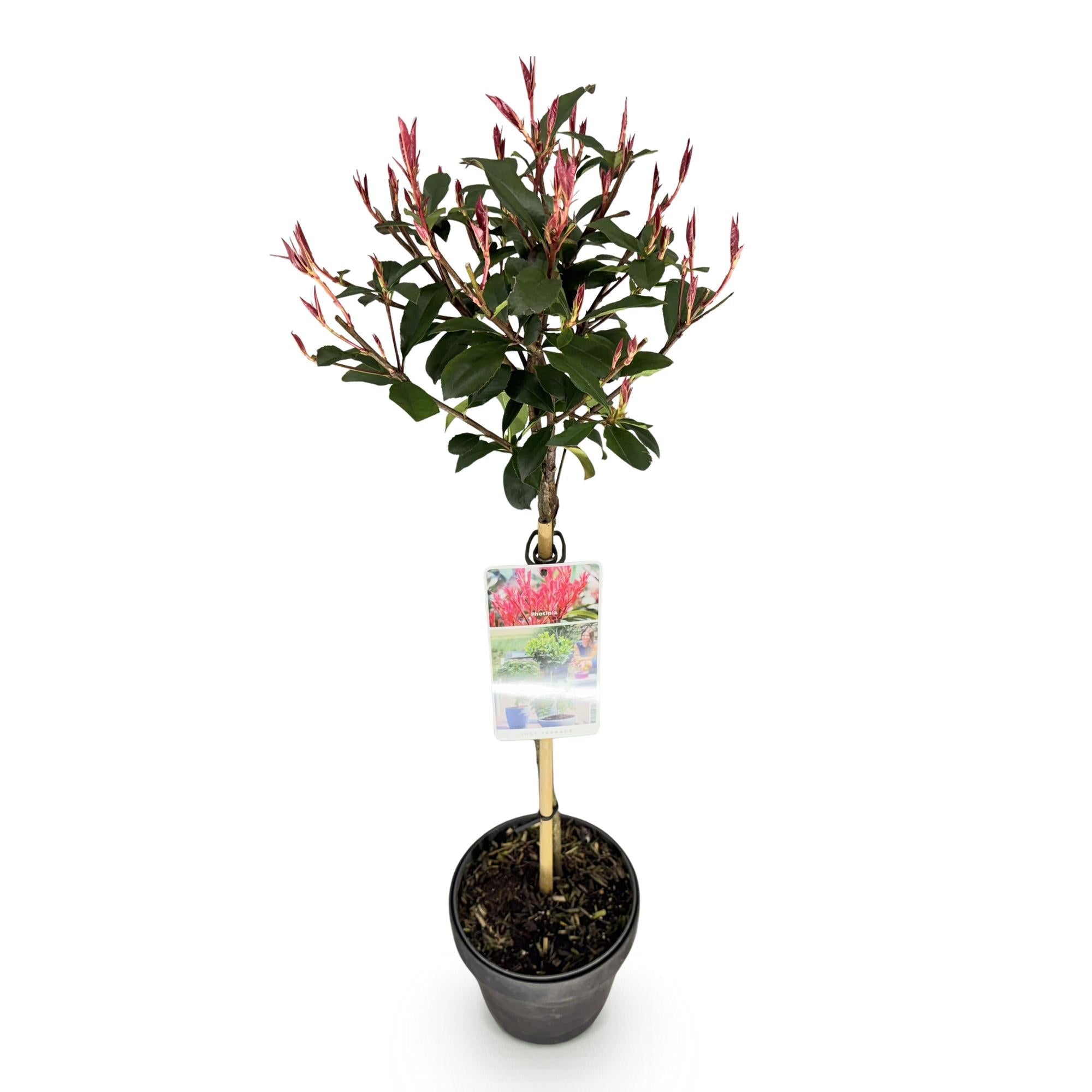 Glanzmispel Photinia fraseri Carré Rouge – 19cm Höhe ca.90cm – Immergrün & winterhart – Grün – rotes Laub – Ziergehölz – Plant