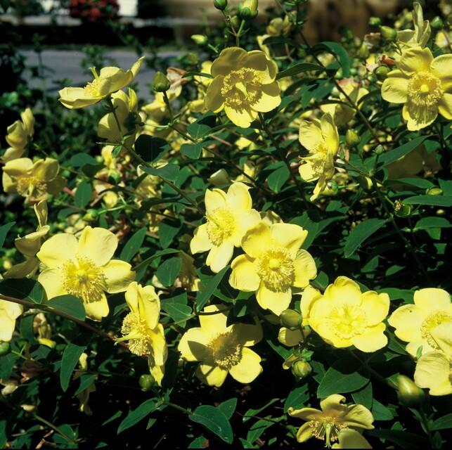 Hypericum Hidcote – Großblumiges Johanniskraut – Ø9cm – Höhe 10-25cm – Immergrüner Strauch mit gelben Blüten – Plant