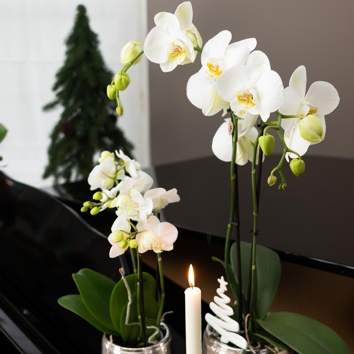 Luxuriöser Blumentopf – Silberner Keramiktopf Ø6cm – Eleganter Ziertopf für kleine Pflanzen – Hochglanz – Dekoration für Wohnraum & Büro – Plant