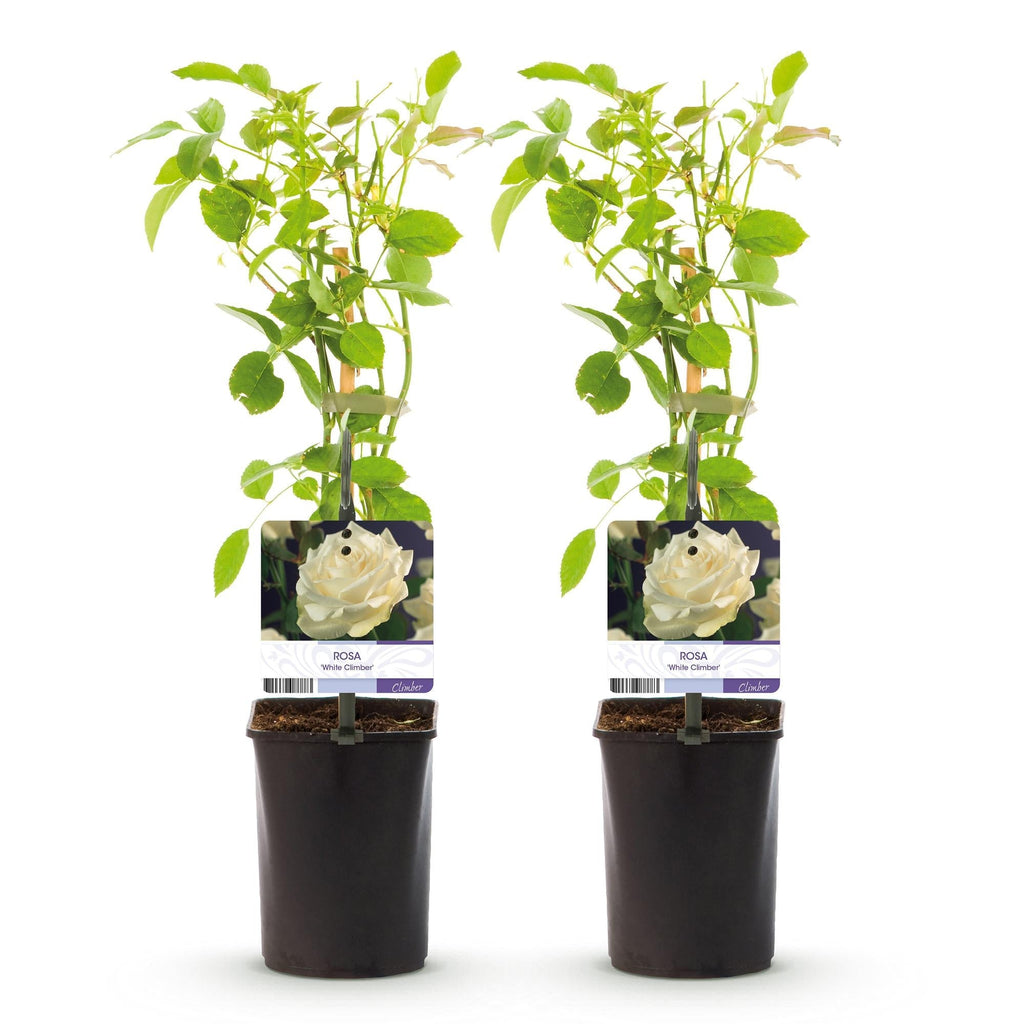 Kletterrose – Rosa White Climber – Blüte Weiß – 2 Pflanzen – Wenig Pflege – 11cm – Höhe ca. 40cm – Plant