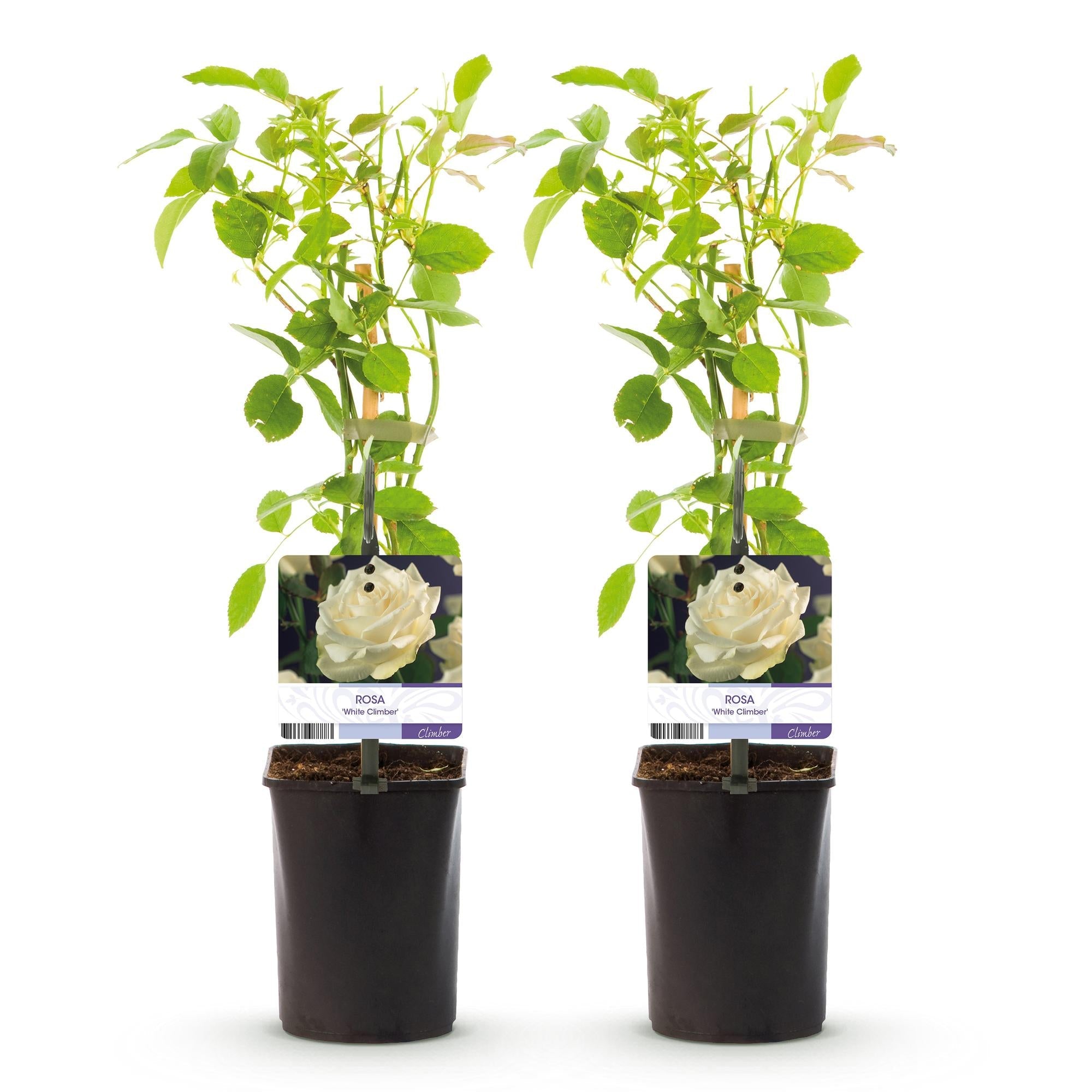 Kletterrose – Rosa White Climber – Blüte Weiß – 2 Pflanzen – Wenig Pflege – 11cm – Höhe ca. 40cm – Plant