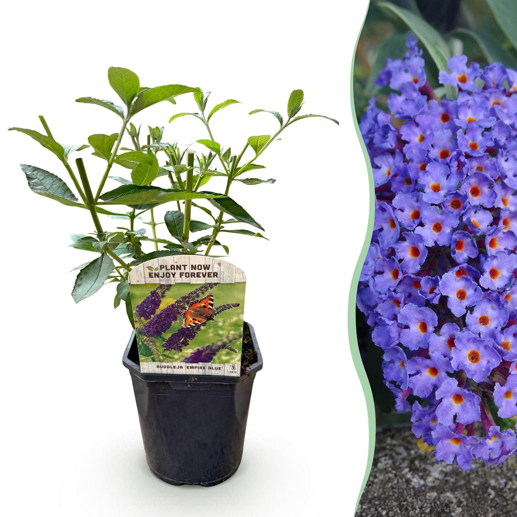 Schmetterlingsstrauch Buddleja davidii Empire Blue – Blau blühender, laubabwerfender Gartenstrauch – Schmetterlings – & bienenfreundlich – Plant