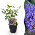 Schmetterlingsstrauch Buddleja davidii Empire Blue – Blau blühender, laubabwerfender Gartenstrauch – Schmetterlings – & bienenfreundlich – Plant