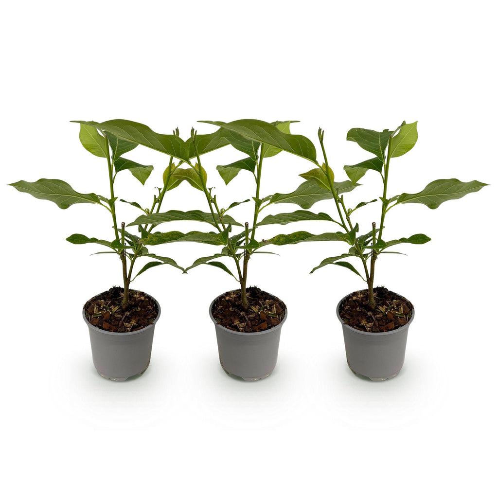 Magnolia Tricolour – 3 Pflanzen – 12cm – Höhe ca. 30cm – Laubabwerfende Magnolien in Weiß, Rosa & Lila für Beet, Balkon & Terrasse
