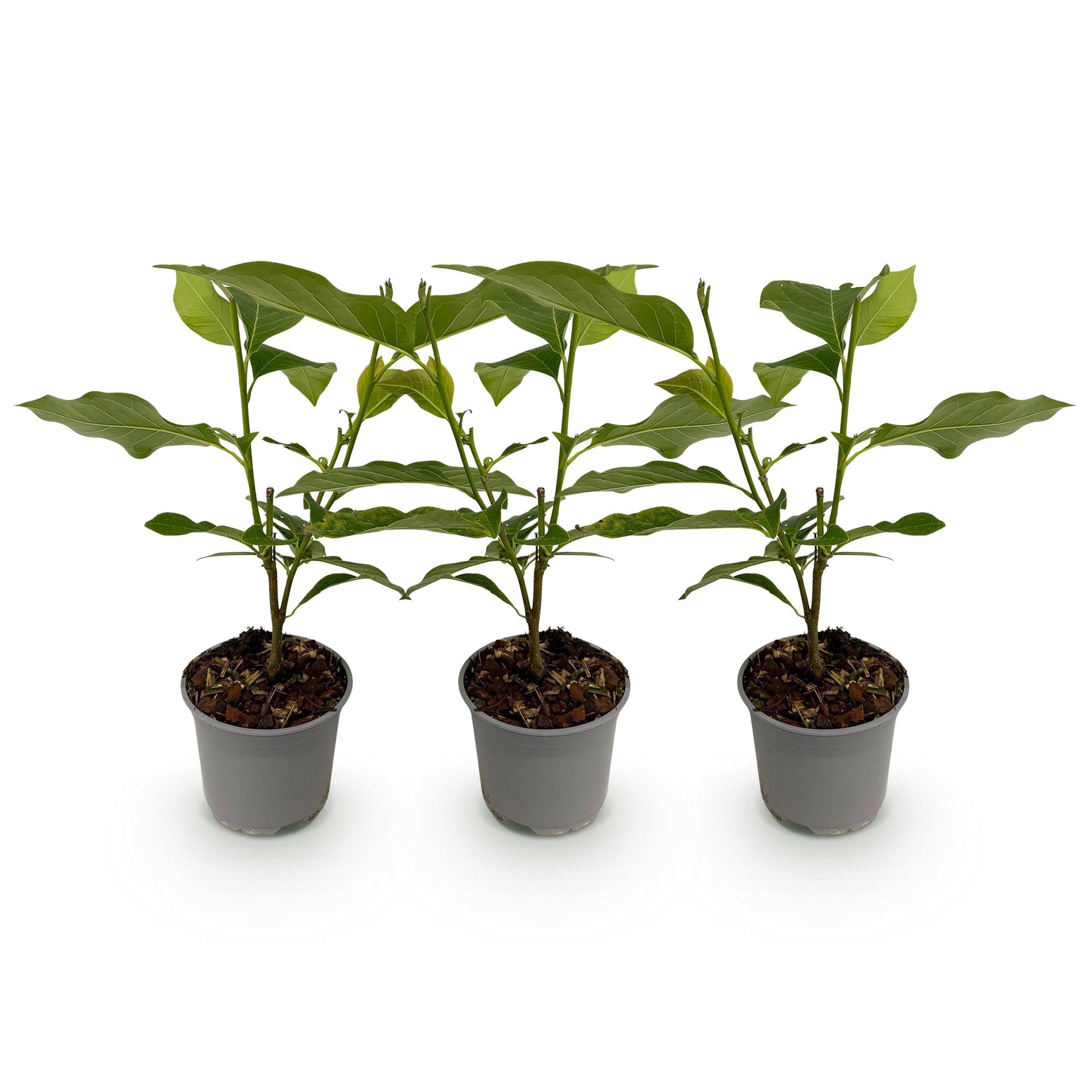Magnolia Tricolour – 3 Pflanzen – 12cm – Höhe ca. 30cm – Laubabwerfende Magnolien in Weiß, Rosa & Lila für Beet, Balkon & Terrasse