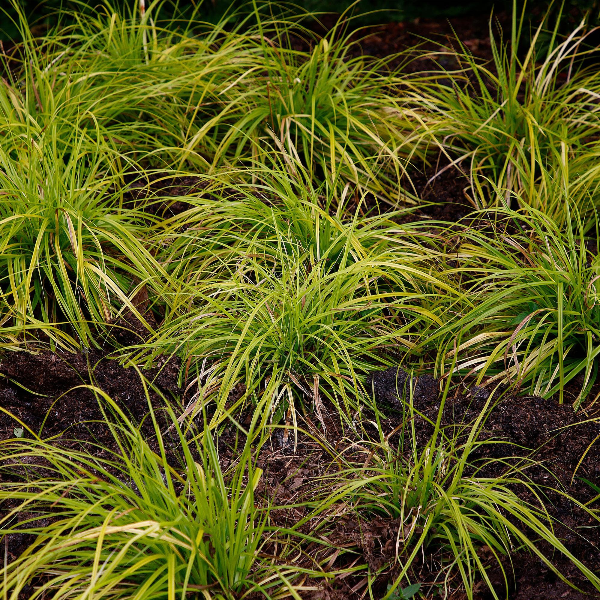 Ziergras Segge Carex oshimensis Everillo – Leuchtend Gelb – Immergrün & winterhart – Höhe ca. 50cm – 17cm – Farbintensives Gras für Beet & Kübel – Plant