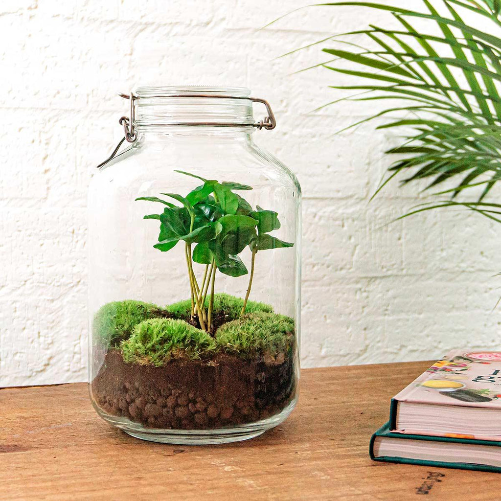 Flaschengarten Coffea Arabica – DIY Bausatz Terrarium – ↕28cm – Do It Yourself Pflanzen – Set – Autarkes Mini – Für Wohnung & Büro – Plant