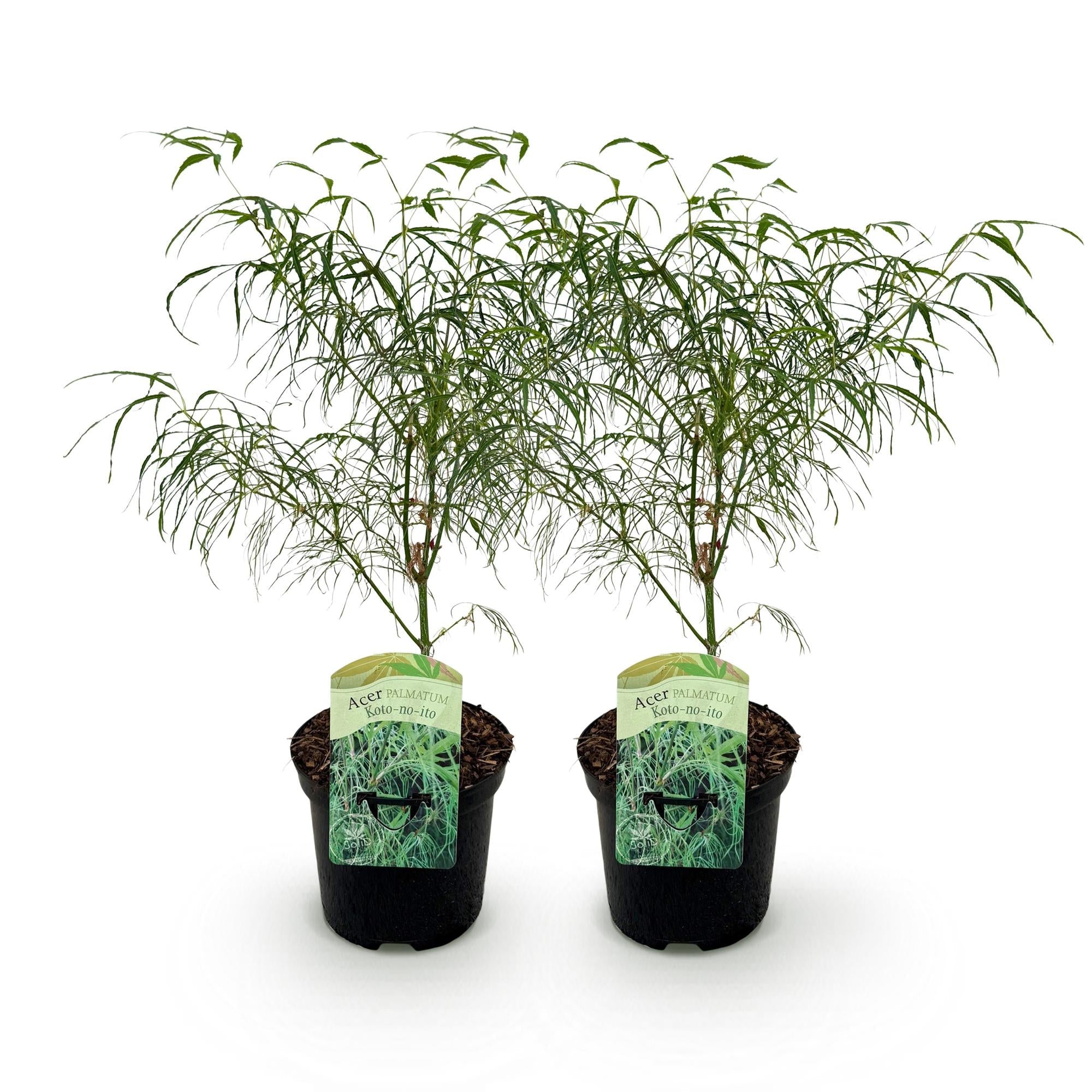 Japanischer Ahorn – Acer palmatum 'Koto – no – ito' – 2 Pflanzen – ca. 70cm hoch – Ø19cm – feingliedriges grünes Laub – Balkon – & Gartenpflanze – Plant