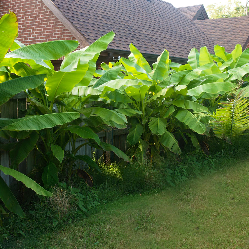 Bananenpflanze Musa Basjoo – Winterhart – Obstpflanze – Ø12cm, Höhe ca. 30cm – Exotische Gartenbanane für Beet, Terrasse & Balkon – Plant