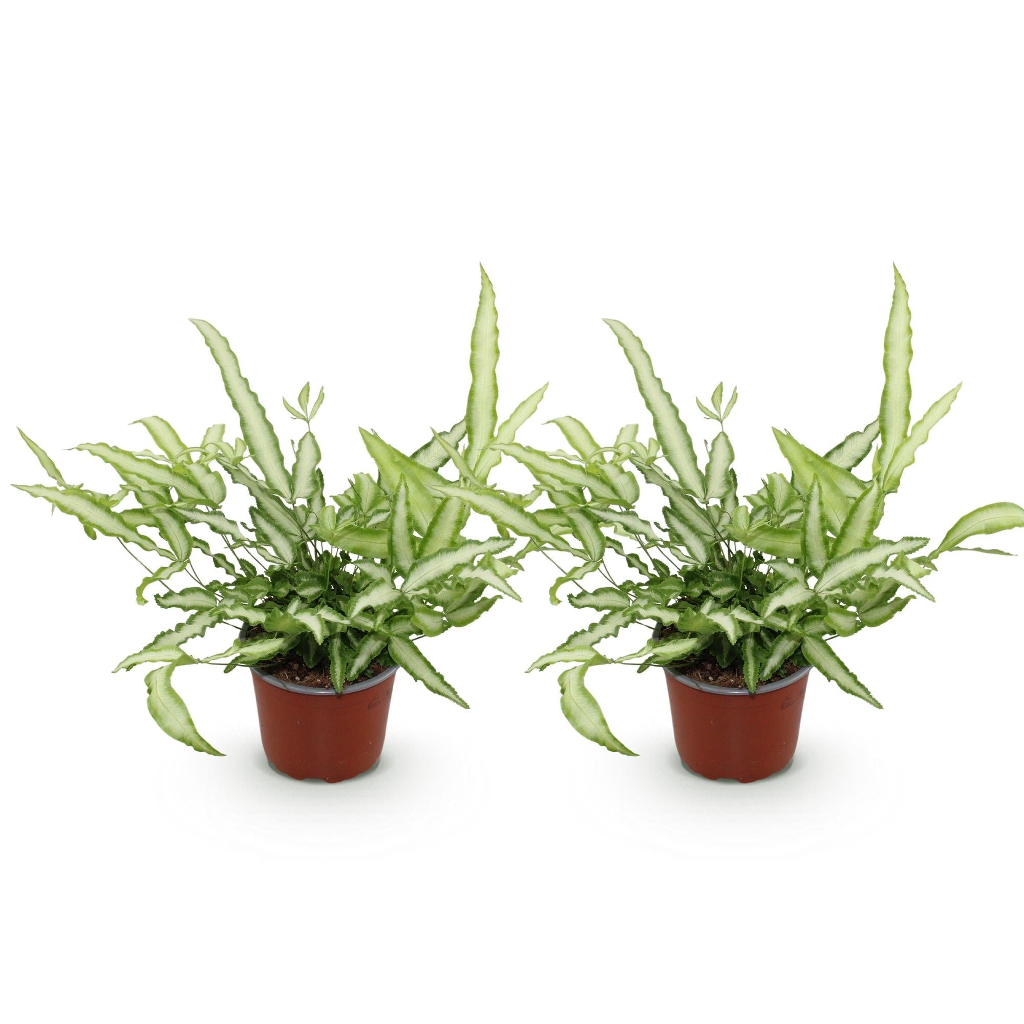 Pteris cretica Albolineata Flügelfarn – 2 Pflanzen – Ø12cm Höhe 28-30cm – Bunter Farn mit weißer Blattzeichnung – Haustierfreundliche Zimmerpflanze
