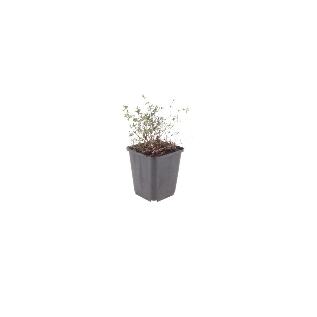 Thymus vulgaris Gartenthymian – Ø9cm – Höhe 10-25cm – Winterhartes Küchenkraut – Aromatisch