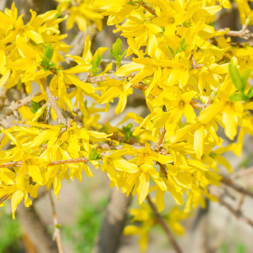 Goldglöckchen Forsythia intermedia – Zierstrauch mit gelben Blüten – 17cm – Höhe ca. 45cm – Schnellwachsender & pflegeleichter Blütenstrauch – Plant