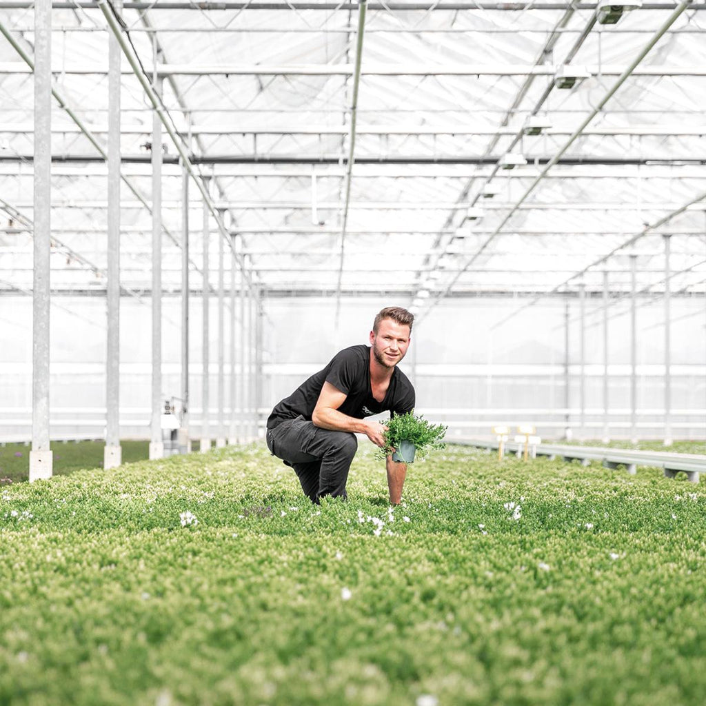 Campanula Addenda Ambella weiß 6er Set – Glockenblume weiß Topfgröße 12cm – winterhart, lang blühend – Bodendecker für ca.1m² – Plant