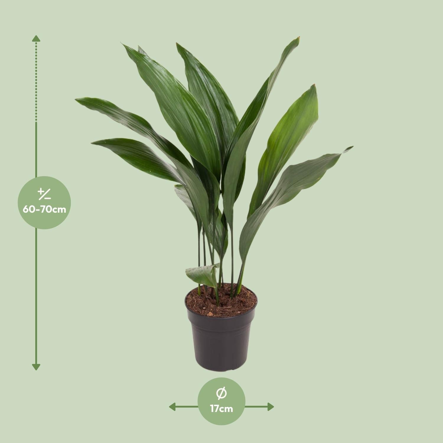 Aspidistra Elatior – Zimmerpflanze Die Bar – Ø17cm – Höhe ca. 70cm – Pflegeleichte Grünpflanze mit glänzenden, dunkelgrünen Blättern – Plant