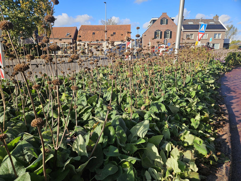 Russel Brandkraut Phlomis russeliana – ↕10-25cm – Ø9cm – Winterhart & Bienenfreundlich – Sommerblüher für Beete & Garten – Plant