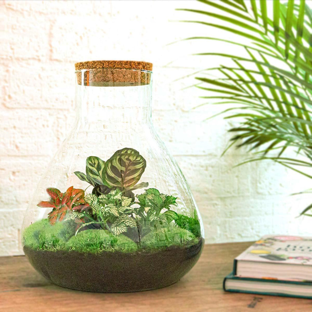 Flaschengarten Sam XL Rot – DIY Bausatz Terrarium – ↕35cm – Do It Yourself Pflanzen – Set – Autarkes Mini – Ökosystem – Plant