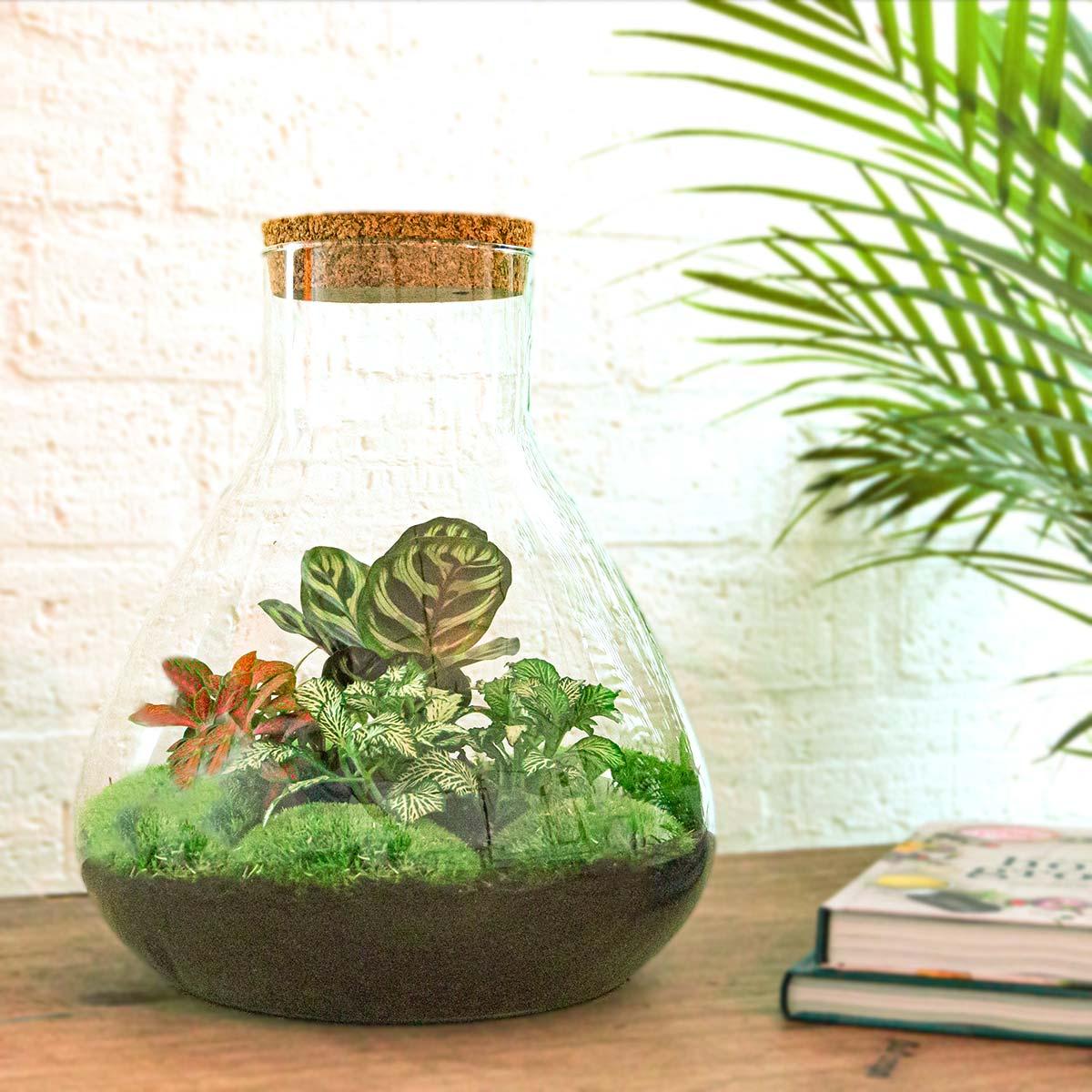 Flaschengarten Sam XL Rot – DIY Bausatz Terrarium – ↕35cm – Do It Yourself Pflanzen – Set – Autarkes Mini – Ökosystem – Plant