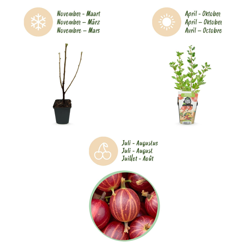 Rote Stachelbeere Ribes uva – crispa Hinnonmaki winterhart Ø9cm Höhe30cm – Süß – saure rote Beeren für Garten Beet Balkon & Terrasse