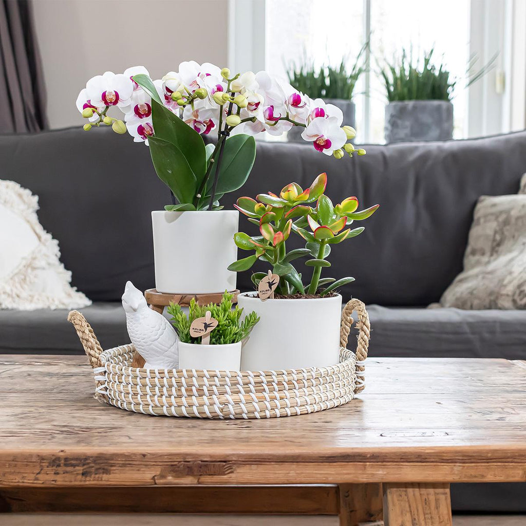 Simplicity Blumentopf Weiß – Ø6cm – Mini Blumentopf für kleine Pflanzen, Sukkulenten & Kräuter – Plant