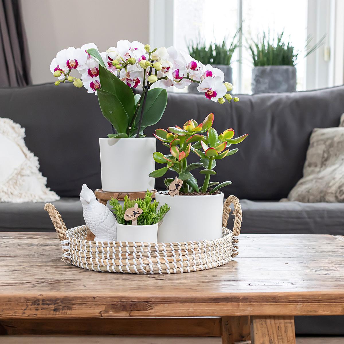 Simplicity Blumentopf Weiß – Ø6cm – Mini Blumentopf für kleine Pflanzen, Sukkulenten & Kräuter – Plant