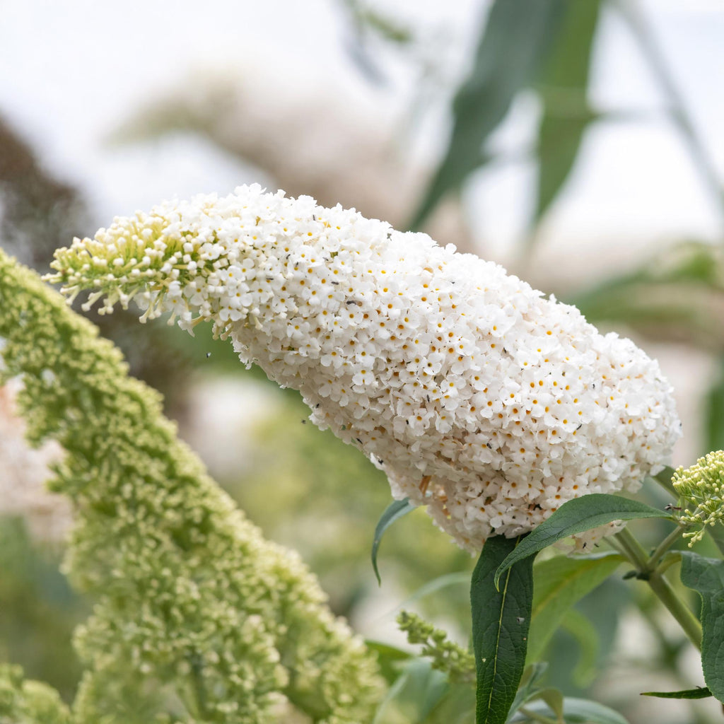 Schmetterlingsstrauch Buddleja davidii White Profusion – Weiße Blüten – Bienfreundlich & Schmetterlingsanziehend – Laubabwerfend – Höhe 17-25cm – Plant