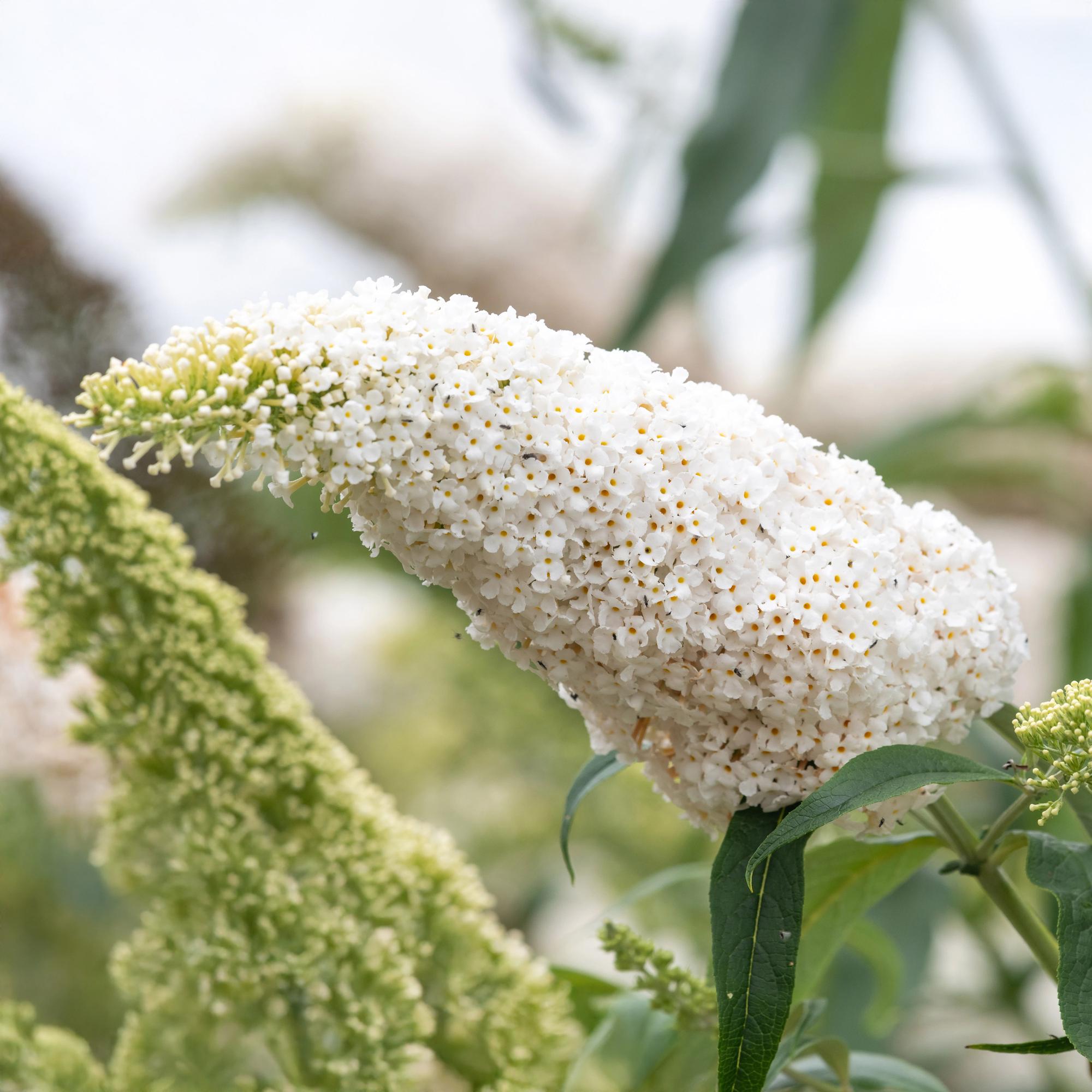 Schmetterlingsstrauch Buddleja davidii White Profusion – Weiße Blüten – Bienfreundlich & Schmetterlingsanziehend – Laubabwerfend – Höhe 17-25cm – Plant
