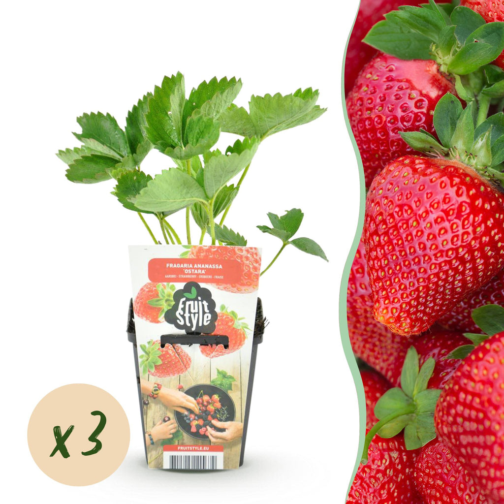 Erdbeere Fragaria Maxim winterhart Ø9cm Höhe30cm – Rote Erdbeere für Beet Balkon & Topf – Pflegeleichte Obstpflanze mit süßem Aroma