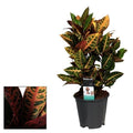 Croton Petra – Zimmerpflanze – Ø17cm – ↕55cm – Bunte Blattpflanze mit lebhaften Farben – Pflegeleicht & dekorativ – Plant