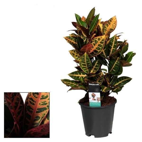Croton Petra – Zimmerpflanze – Ø17cm – ↕55cm – Bunte Blattpflanze mit lebhaften Farben – Pflegeleicht & dekorativ – Plant